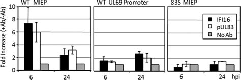 Human Cytomegalovirus Pul Stimulates Activity Of The Viral Immediate