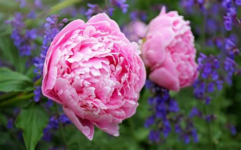 50 Pink Peonies 🌸 💗 Best Varieties Plus Tips For Cultivating These