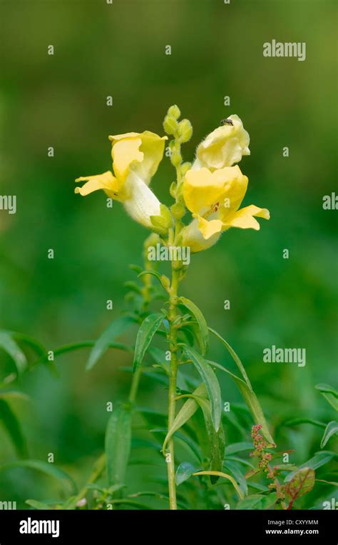 Common Snapdragon Antirrhinum Majus Stock Photo Alamy