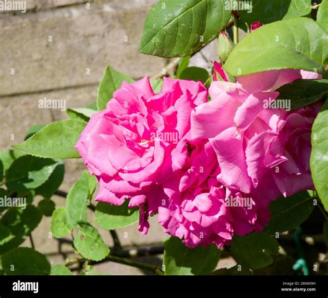 Thornless Rose Hi Res Stock Photography And Images Alamy