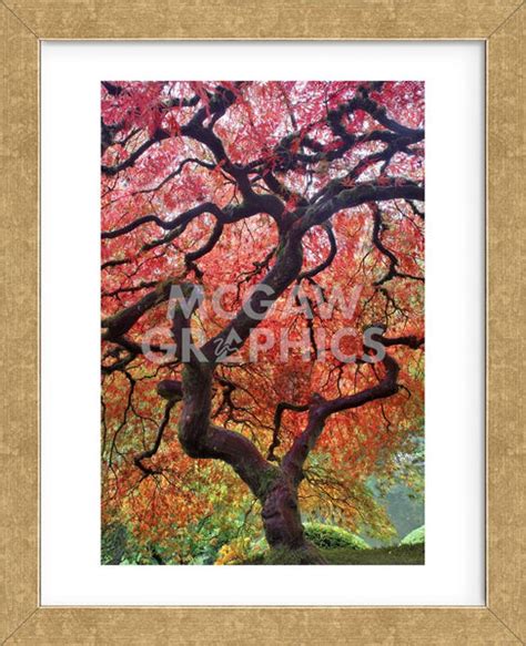 Autumn Patriarch (Framed) | McGaw Graphics