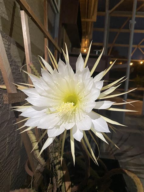 Night blooming Cereus : r/cactus