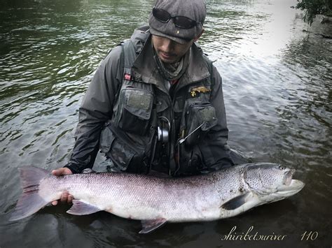 北海道の尻別川でイトウを釣る後編3 最終章 Bigtrout Fishing Hokkaido