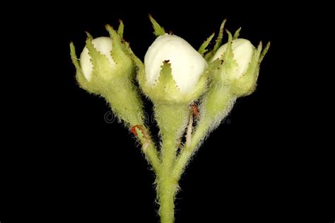 Hairy Cockspurthorn Crataegus Submollis Lateral Bud Closeup Stock