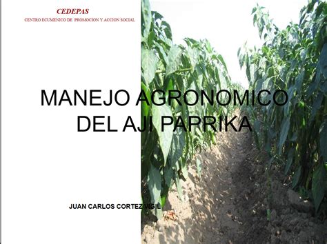 Libros De Agronomia Pdf Gratis Manejo Agronomico Del Aji Paprika