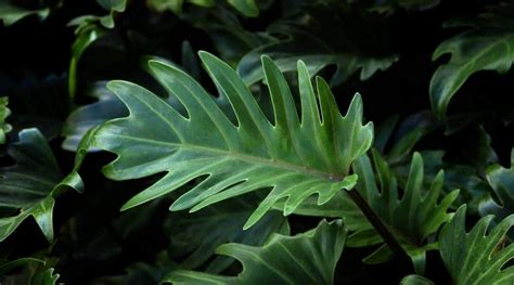 Philodendron Varieties: 61 Different Types of Philodendron Cultivars ...