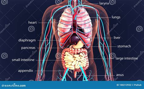 3d Organen Van Het Illustratie Menselijke Lichaam Menselijk