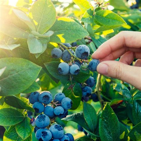 Guía completa para el cultivo de arándanos consejos y cuidados