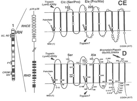 Rhgenes And Rh Proteins Schematic Representation Of The Rh Locus On