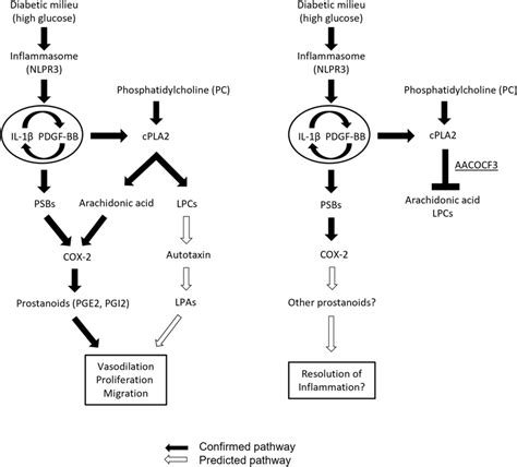 Signaling Pathway Overview Hyperglycemia Stimulates Mesangial