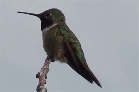 Broad Tailed Hummingbird Bird Informer