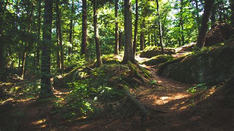 Atelier martelage dans la forêt du Waldeck à Riedisheim m2A le mag