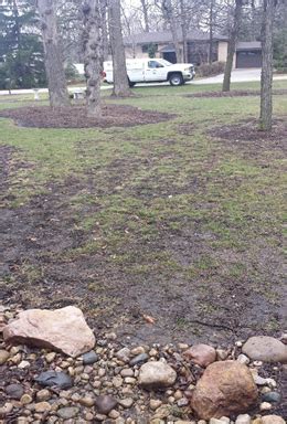 Grass Growing In Shady Areas Spring Green