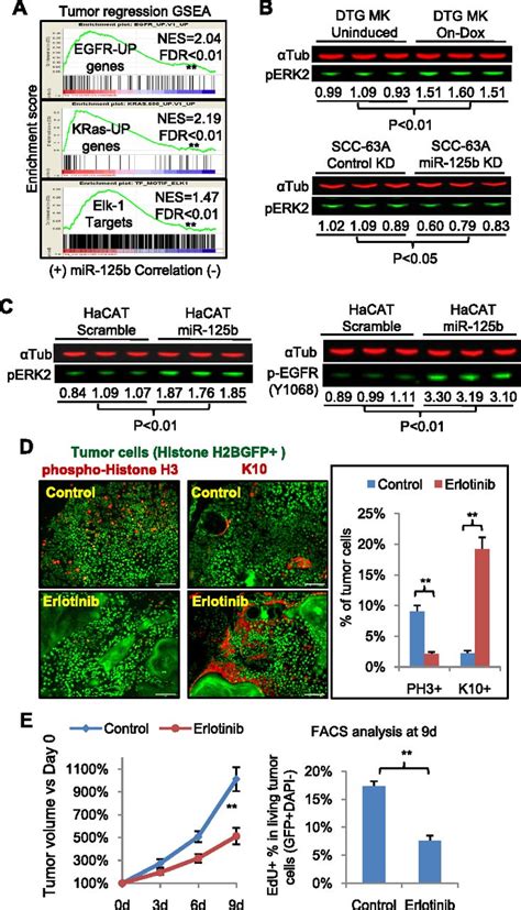 Mir B Can Enhance Skin Tumor Initiation And Promote Malignant