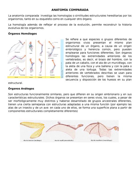 Anatom A Comparada Anatom A Comparada La Anatom A Comparada Investiga