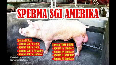 Sperma SGI Amerika Di Nathalia Farm YouTube