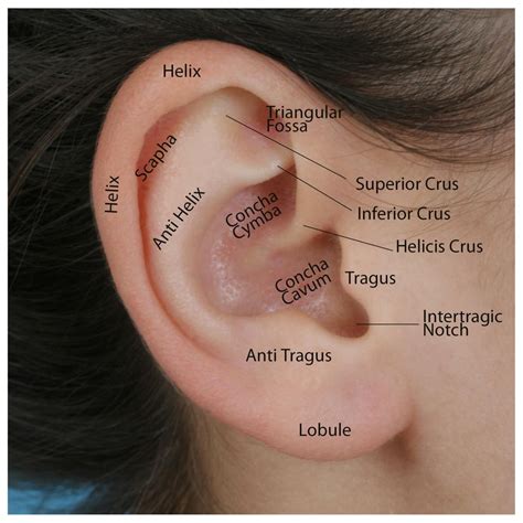 Overview Of Ear Structure Diagram 1 Diagram Showing The Str