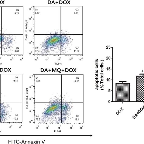 Effect Of The Combination Of Da And Mq On Dox Induced Cell Apoptosis In