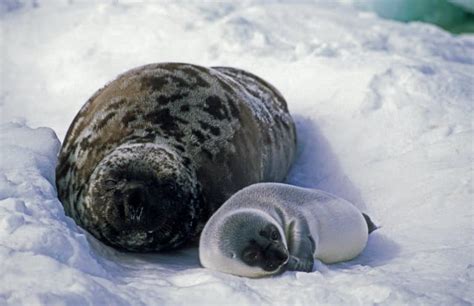 8 Inflating Hooded Seal Facts - Fact Animal