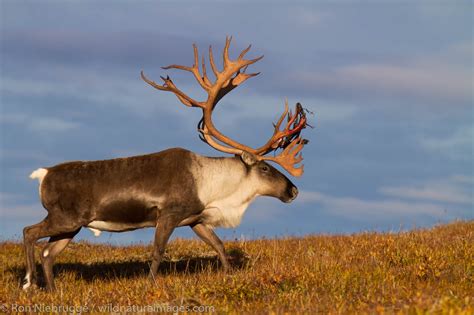 Caribou Pictures