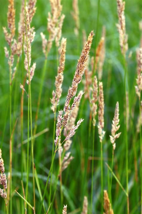 Reed Canary Grass Environmental Foe Or Cattle Food