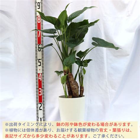 Itanse 観葉植物 クワズイモ 7号鉢 1個 人気 大型 おしゃれ インテリア 育てやすい 風水 送料無料 イタンセ公式