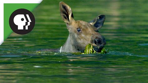 Adorable Baby Moose Learns to Swim - YouTube