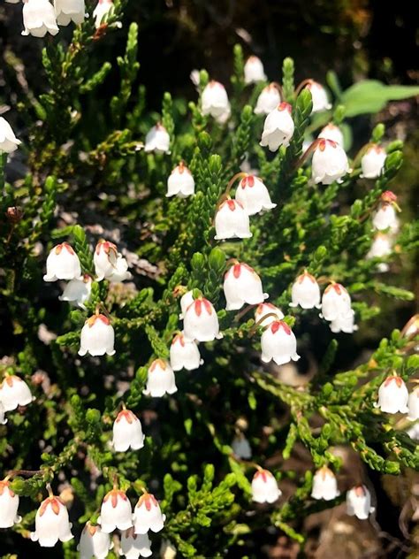 Western Moss Heather From Deming Wa 98244 Usa On August 06 2018 By