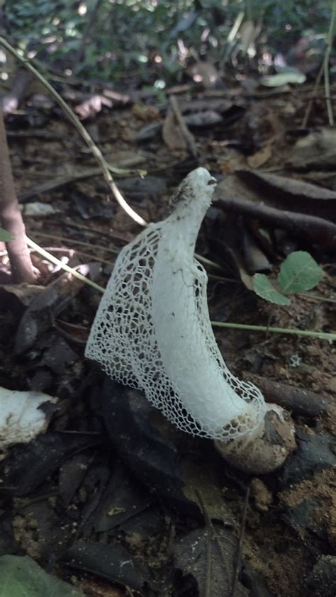 Bridal Veil Stinkhorn From El Bosque De La Lomita Palenque Chis