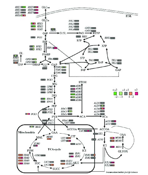 Expression Of Individual Genes Within Glycolysisgluconeogenesis The