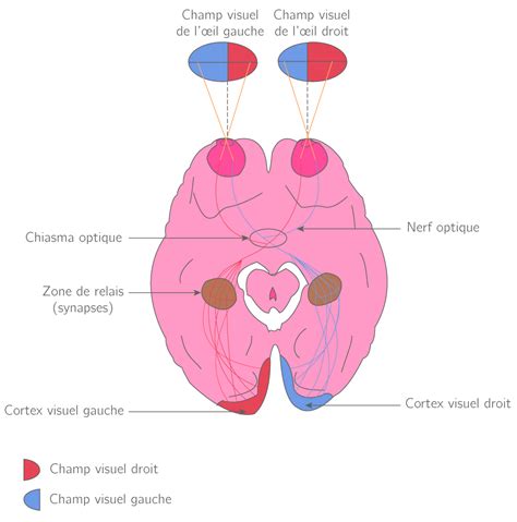 Photor Cepteurs Et Voies Visuelles