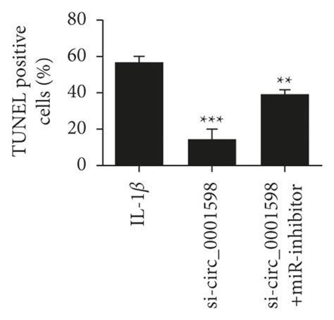 Circ 0001598 Exerts Chondrocyte Biological Functions By MiR 127 3p A