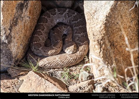 When Do Snakes Hibernate In Virginia Uncovering The Mysteries Of