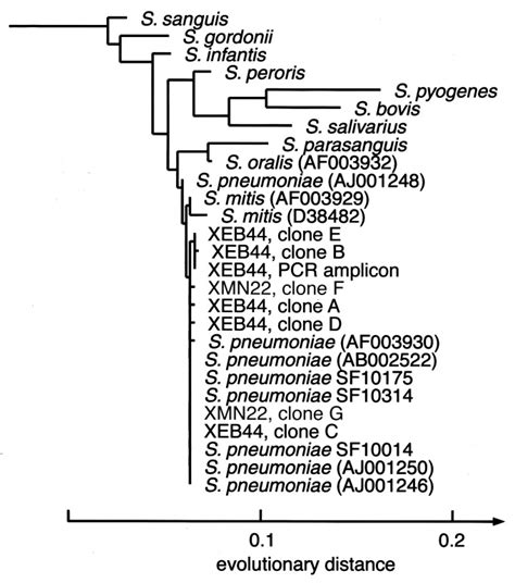 Phylogenetic Analysis Of The Bacterial 16s Rdna Sequences Obtained From