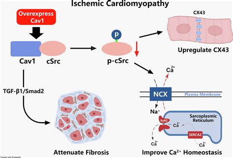 Cardiac Specific Overexpression Of Caveolin 1 In Rats With Ischemic