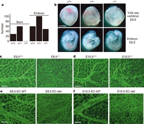 Piezo1 Function In Murine Embryos A Numbers Born Or Detected As