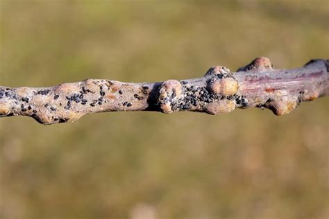 How To Identify And Control Woolly Aphids Gardeners Path