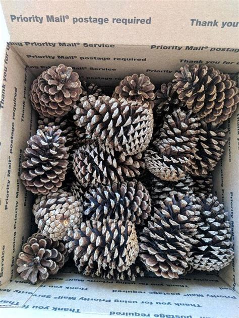 Pine Cones Florida Slash Pine Cones Wedding Decor Christmas | Etsy ...