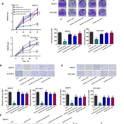 Lbx As Increased The Malignancy Of Ovarian Cancer Cells By Regulating