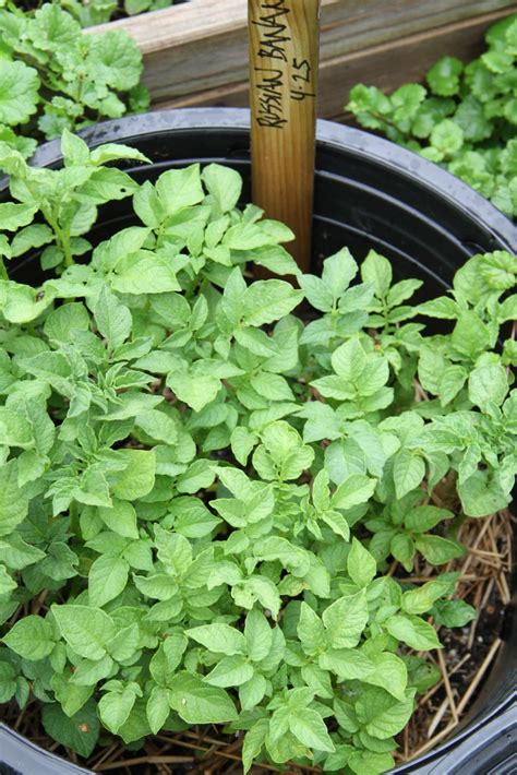 Potato Planting and Pest Prevention Methods - Planters Place