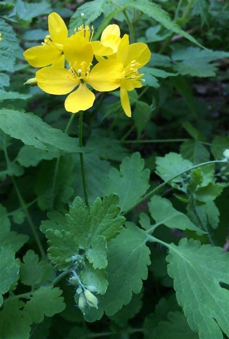 Plant Watch: Celandine - Marblehead Conservancy Inc.