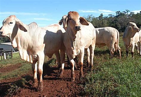 Preço da arroba menor custo e exportações favorecem confinamento de