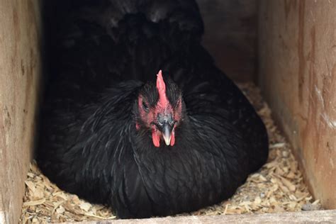 Hatching Under A Broody Hen Farmstead Chickens