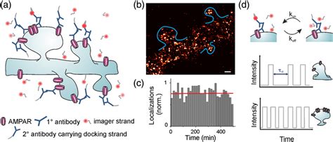 Dna Paint Imaging Of Synaptic Proteins A Scheme Of Protein Labeling