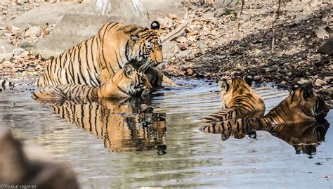 Free stock photo of animal, animal park, family