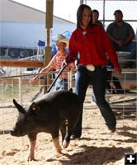 4 H And FFA Swine Show Pinedale Wyoming