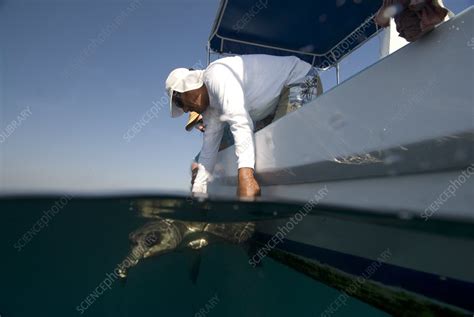 Olive Ridley Turtle Being Rescued Stock Image Z Science