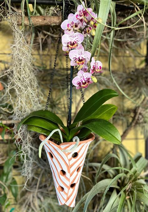 Hanging Large Orchid Pot Terracotta Orchid Pot Air Orchid - Etsy