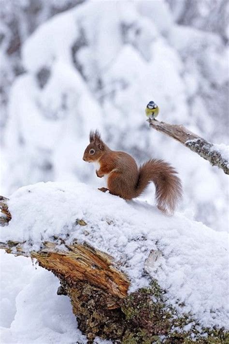 It's playtime! Cute animals playtime in the snow