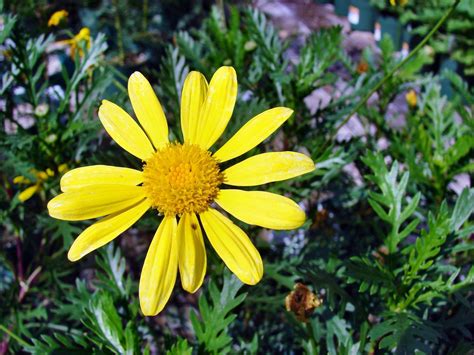 Cuidados Y Poda De La Margarita Amarilla Euryops El Buen Jardinero